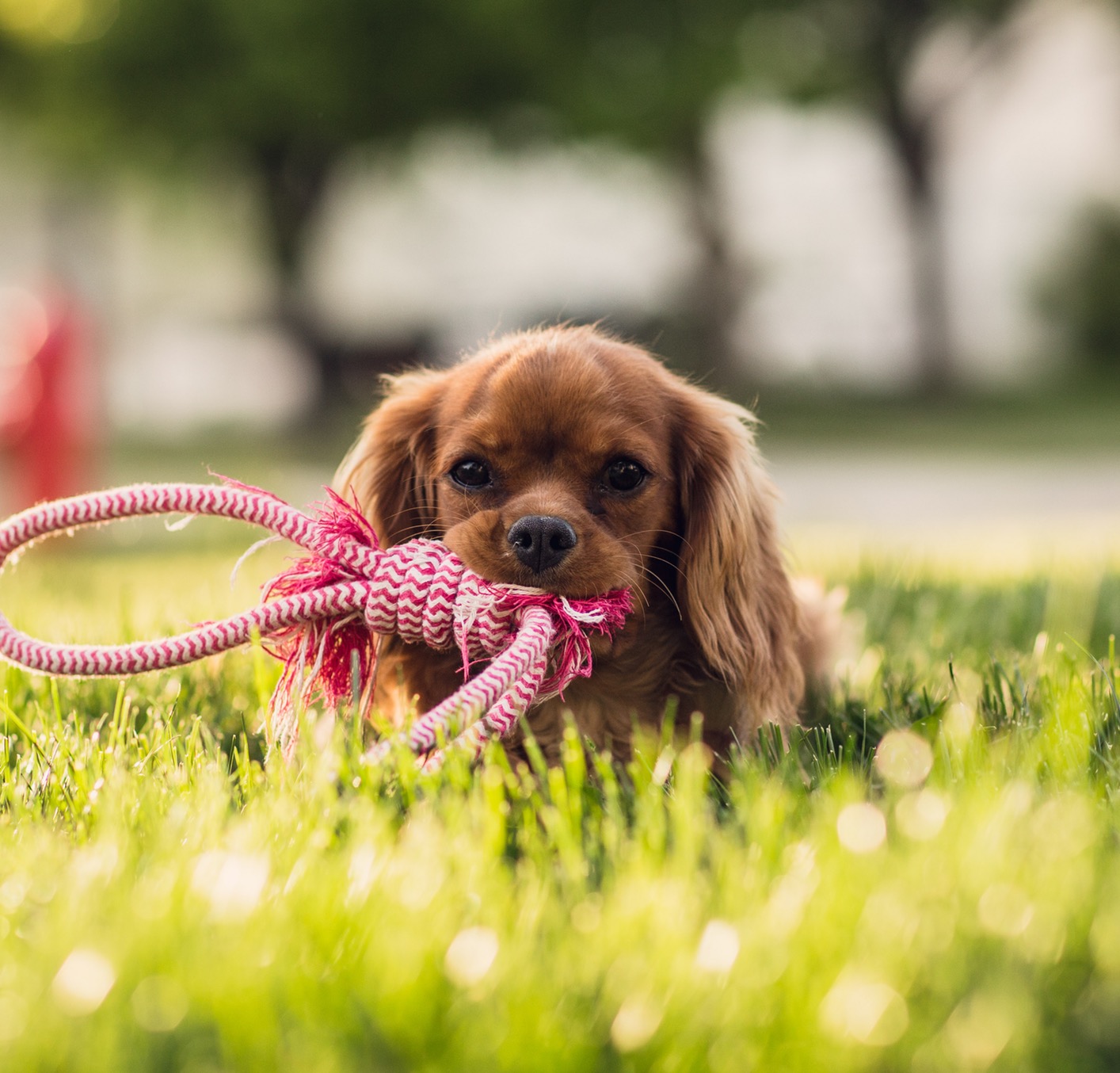 a puppy holding a leash laying on grass